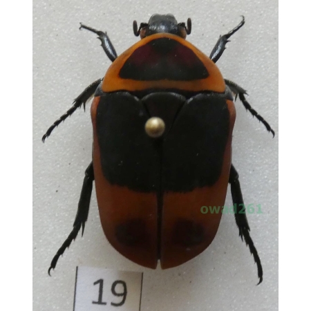 Pachnoda marginata peregrina Kolbe, 1906 ex. ovo Czad19